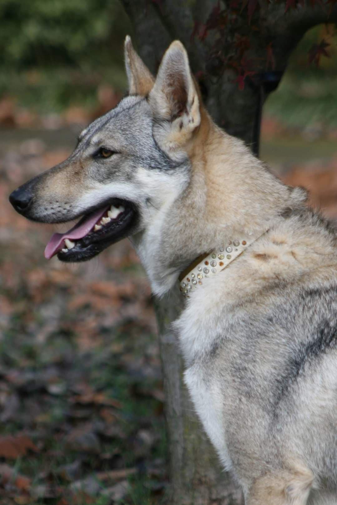 Older male Available breeder image 3