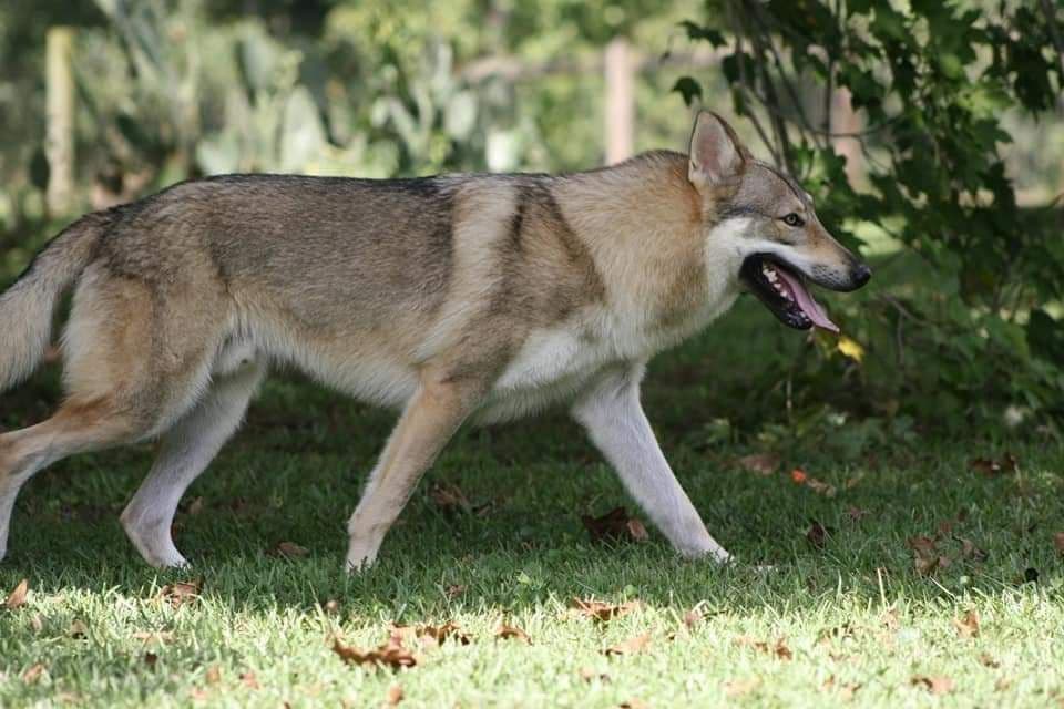Older male Available breeder image 4