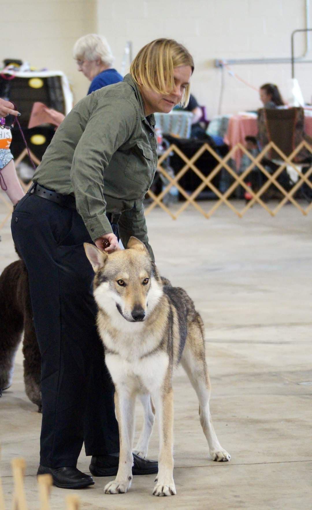 Older male Available breeder image 5