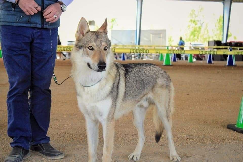 Older male Available breeder image 6