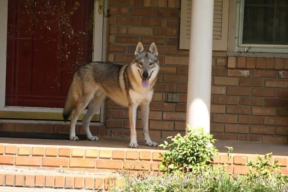 Older male Available breeder image 7