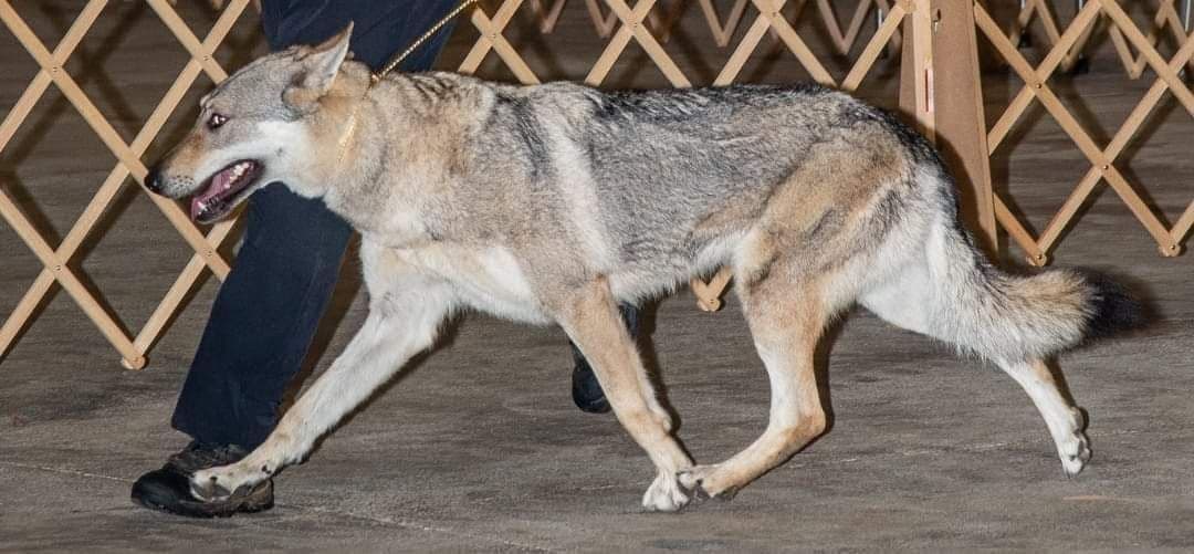 Older male Available breeder image 8