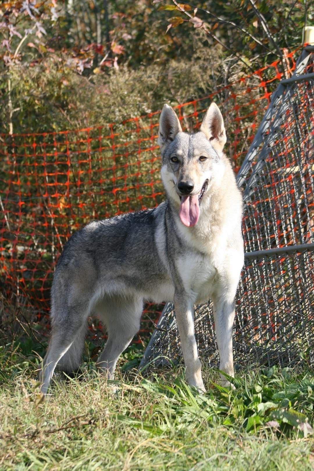 Older male Available breeder image 10