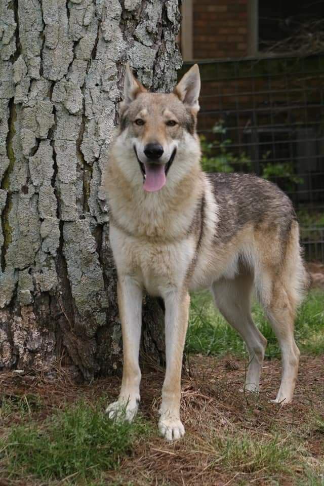 Older male Available media 13
