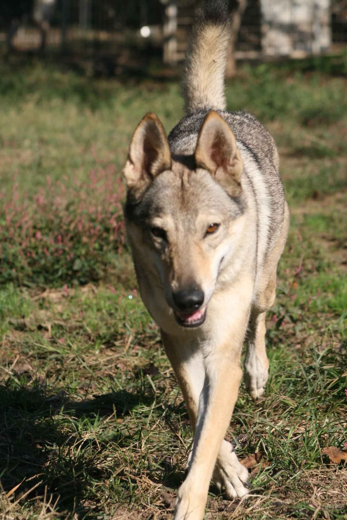 Older male Available breeder image 11