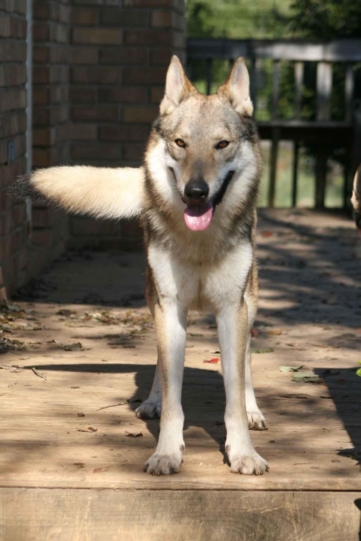 Older male Available breeder image 12