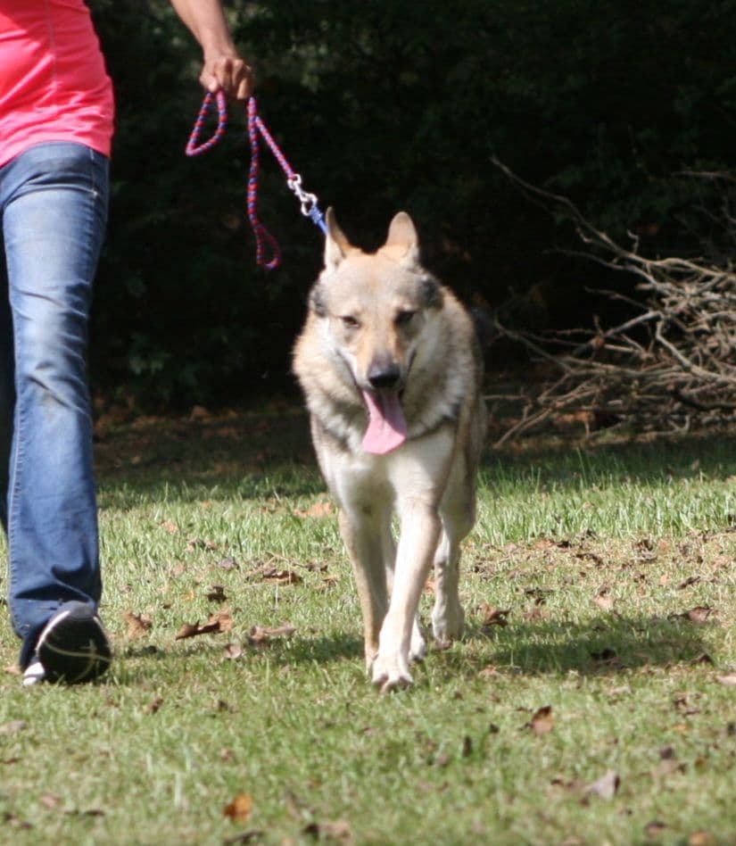 Older male Available breeder image 13