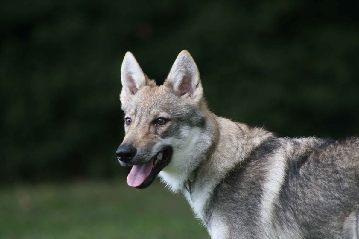Older male Available breeder image 14