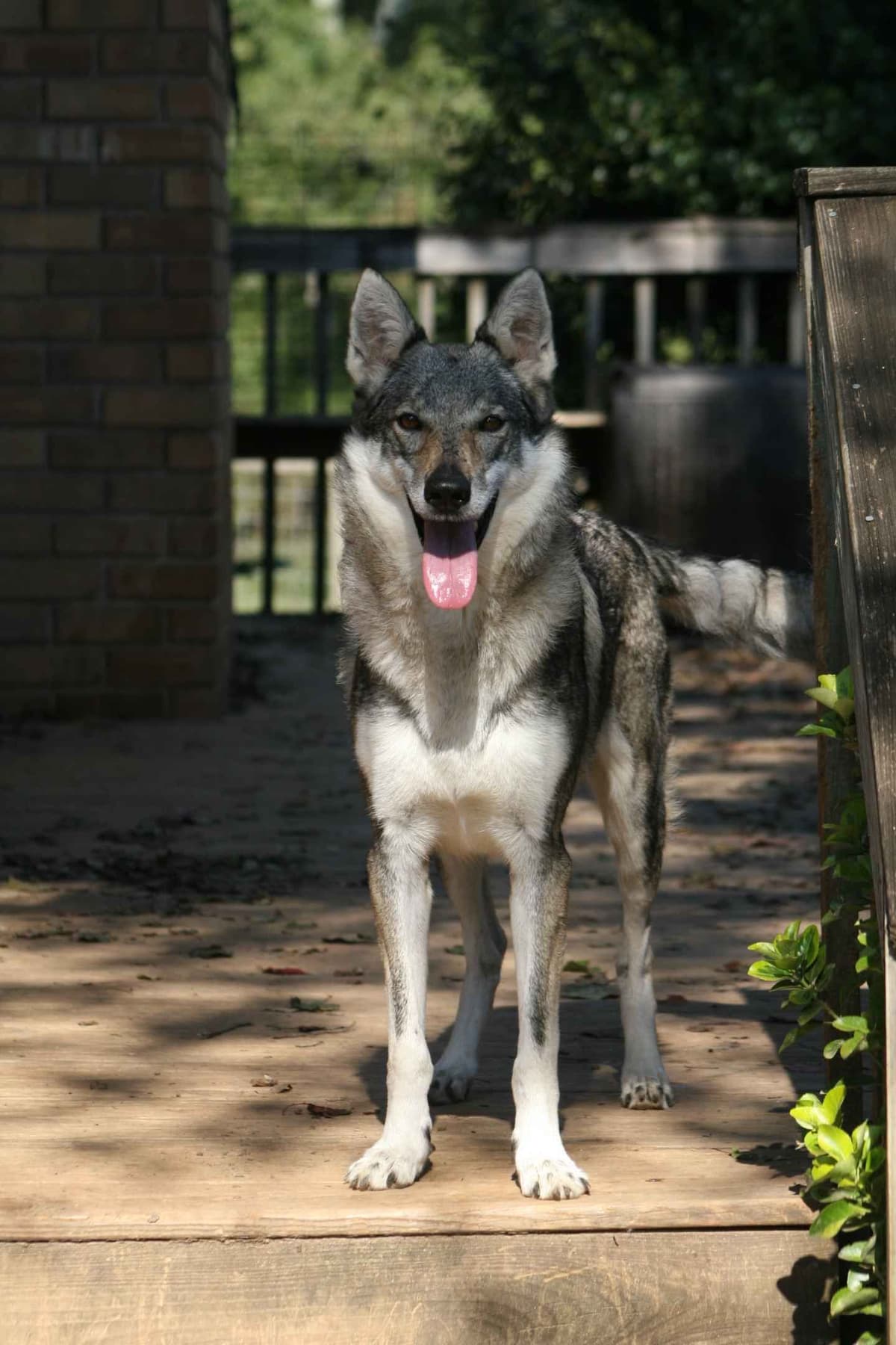 Older male Available breeder image 16