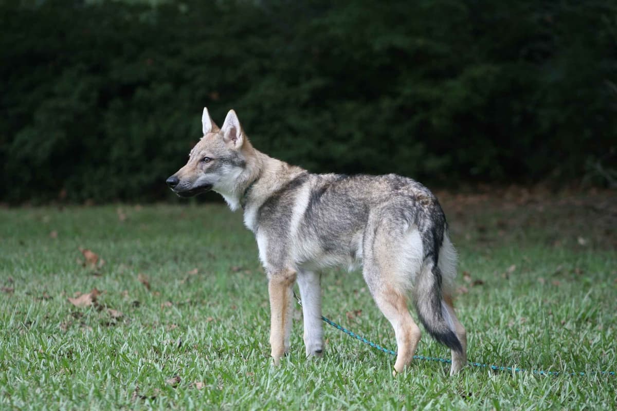 Older male Available breeder image 17