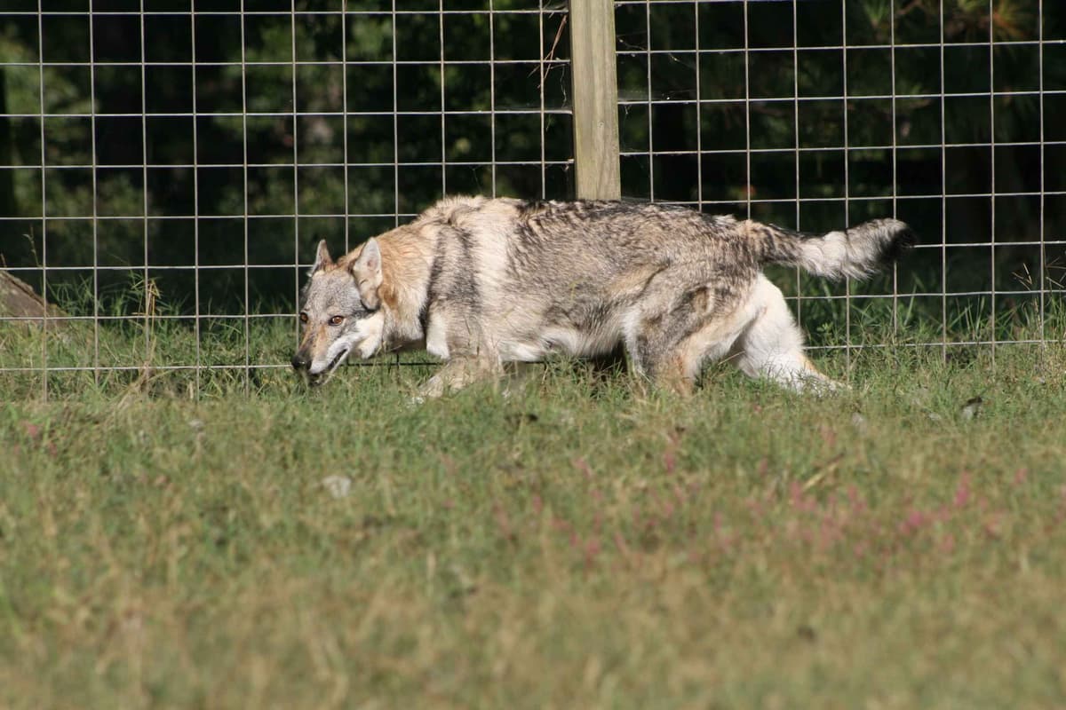 Older male Available breeder image 18