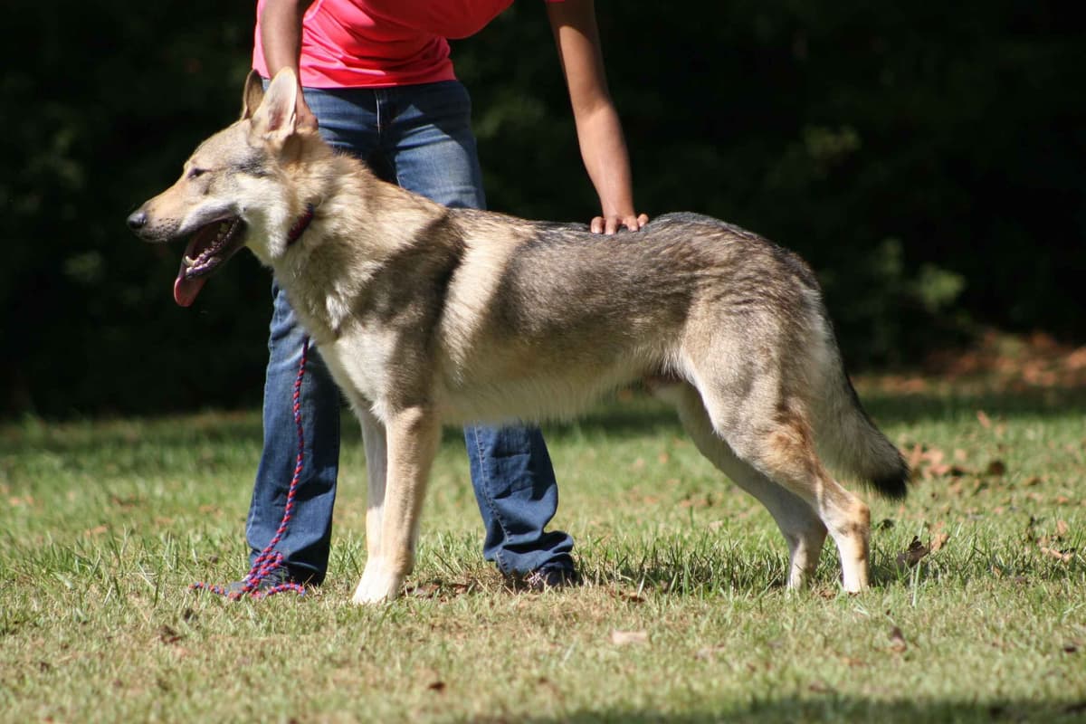 Older male Available breeder image 19