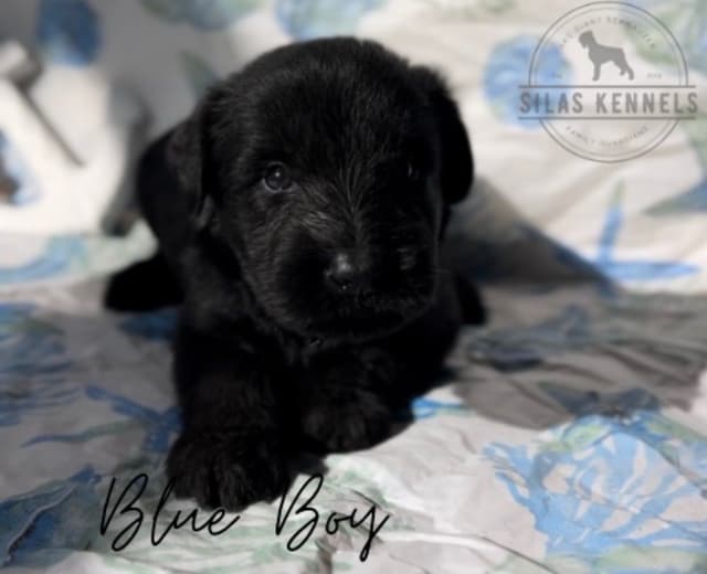 Giant Schnauzer Puppies media 3