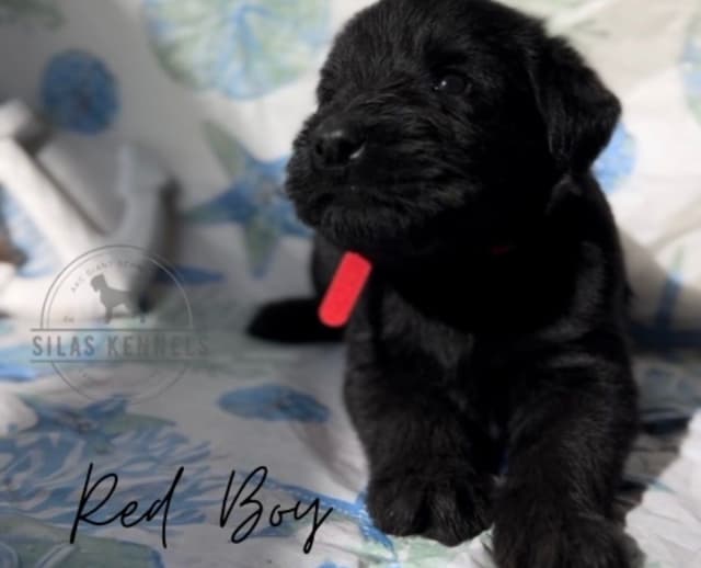 Giant Schnauzer Puppies media 4