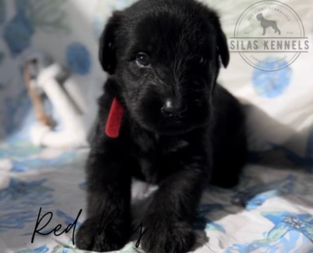 Giant Schnauzer Puppies media 5