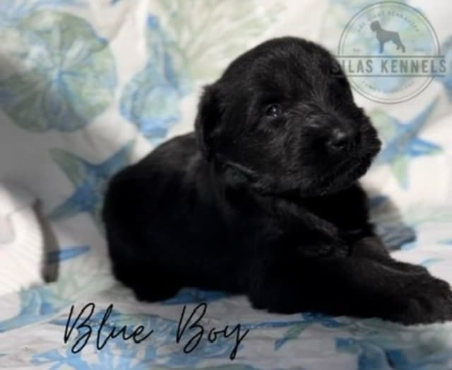 Giant Schnauzer Puppies media 6