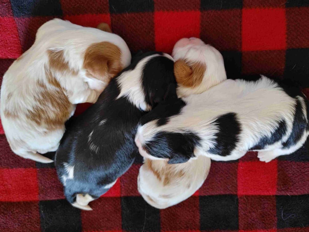 Cavalier King Charles Spaniel Puppies breeder image 4