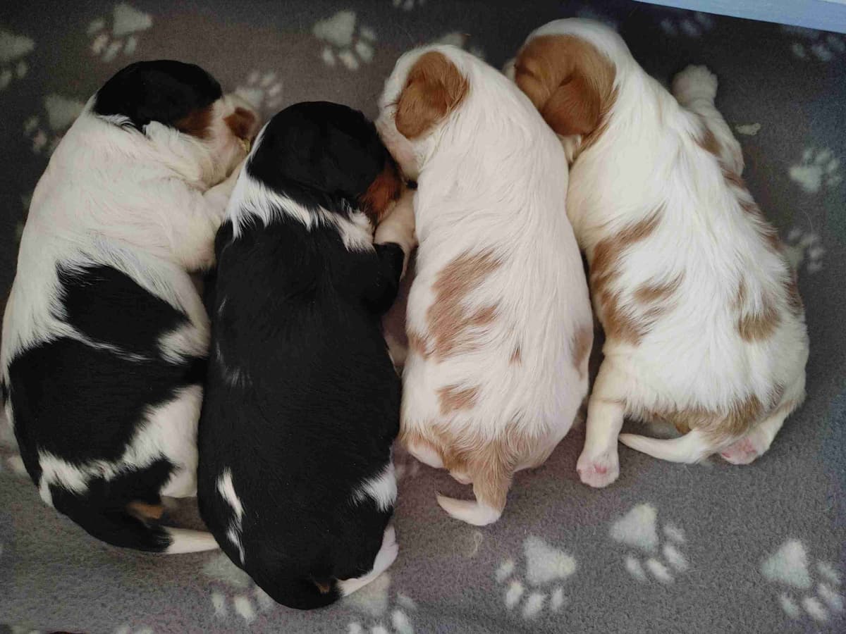 Cavalier King Charles Spaniel Puppies breeder image 6