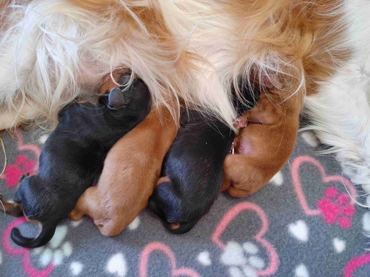 Cavalier King Charles Spaniel Puppies breeder image 17