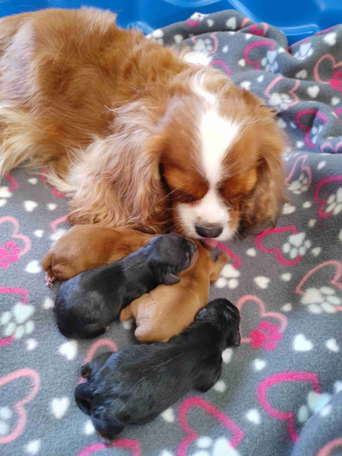 Cavalier King Charles Spaniel Puppies breeder image 18