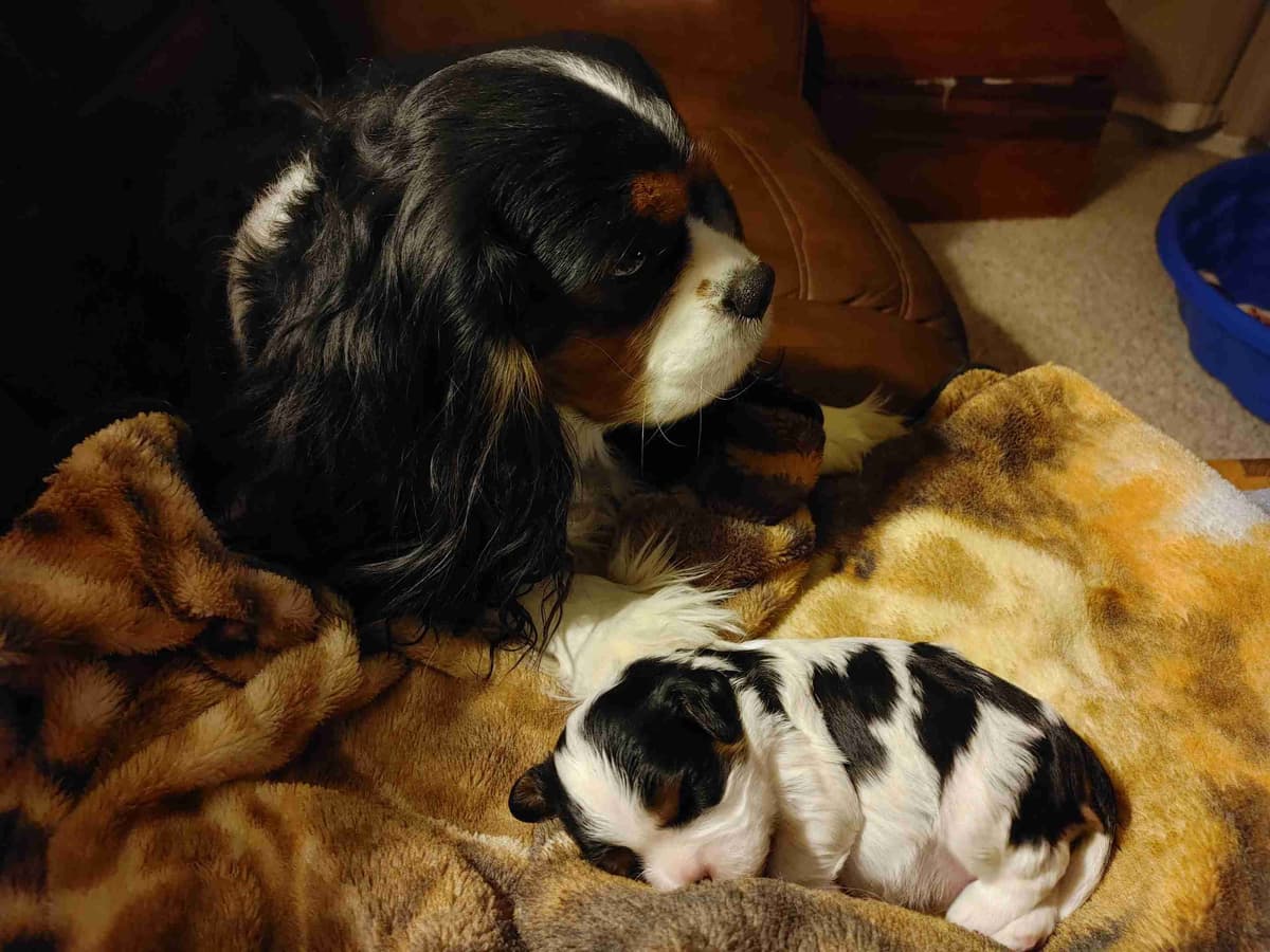 Cavalier King Charles Spaniel Puppies breeder image 7