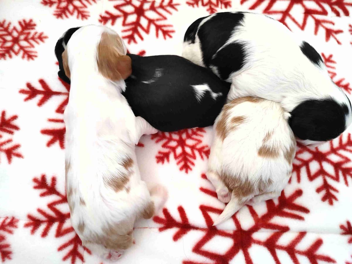 Cavalier King Charles Spaniel Puppies breeder image 5