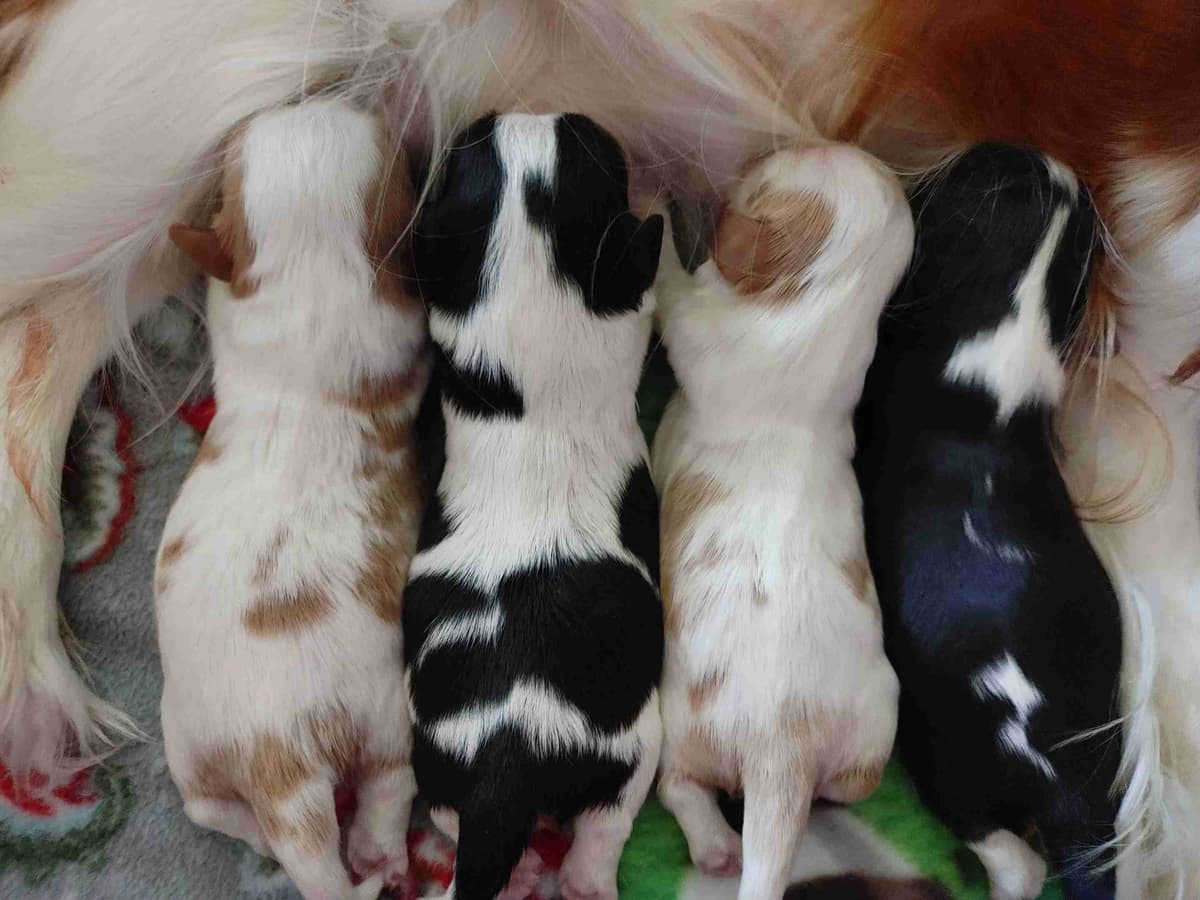 Cavalier King Charles Spaniel Puppies breeder image 8
