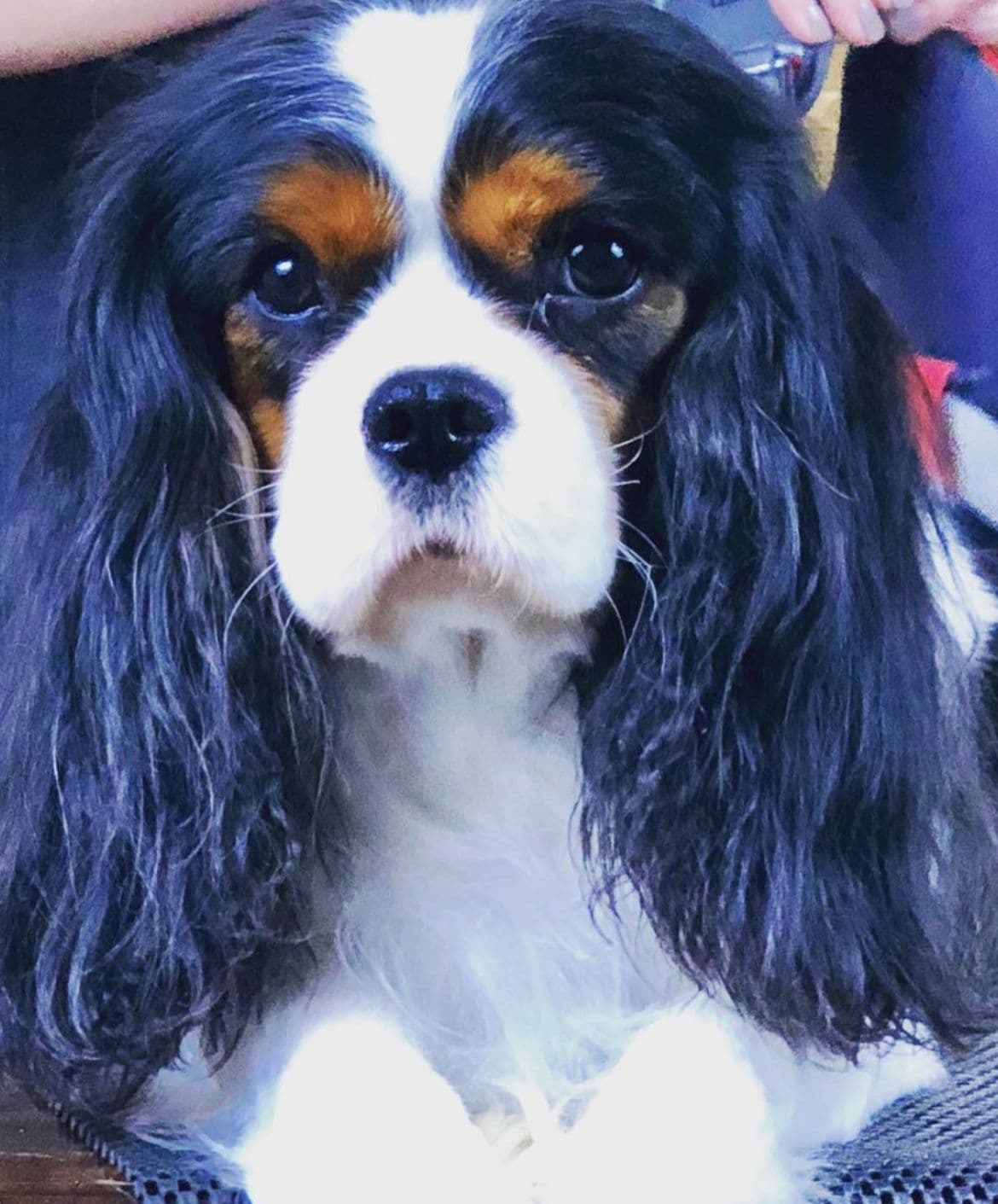 Cavalier King Charles Spaniel Puppies breeder image 13
