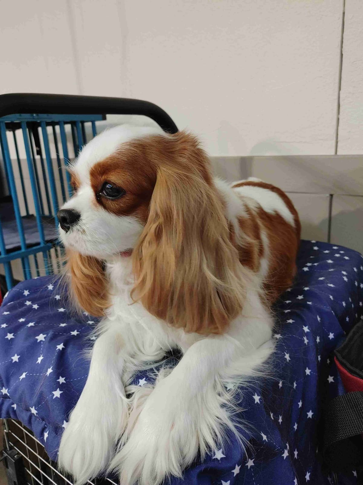 Cavalier King Charles Spaniel Puppies breeder image 10
