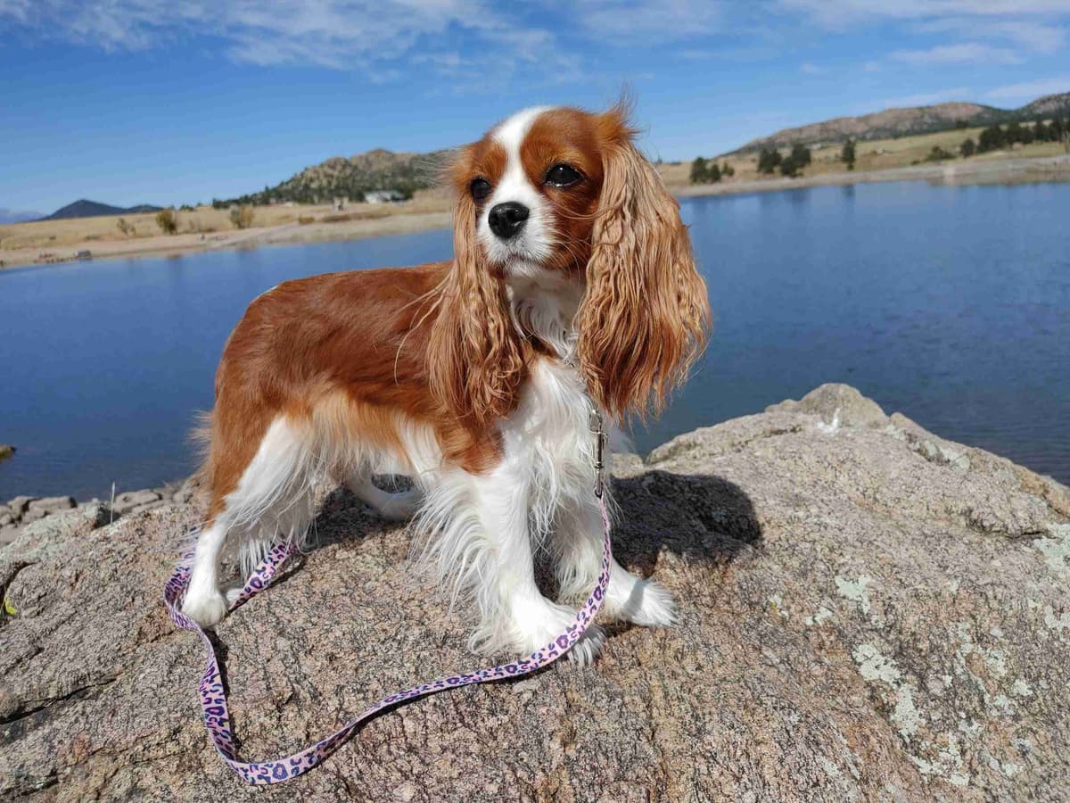 Cavalier King Charles Spaniel Puppies breeder image 16