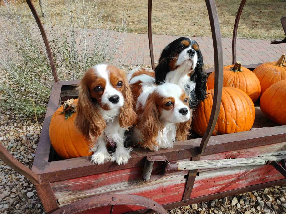 Cavalier King Charles Spaniel Puppies breeder image 20
