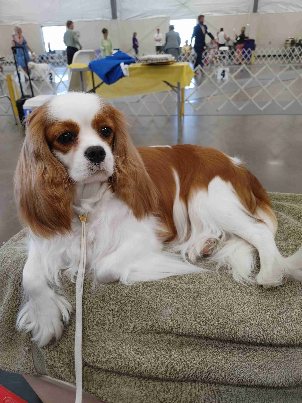 Cavalier King Charles Spaniel Puppies breeder image 12