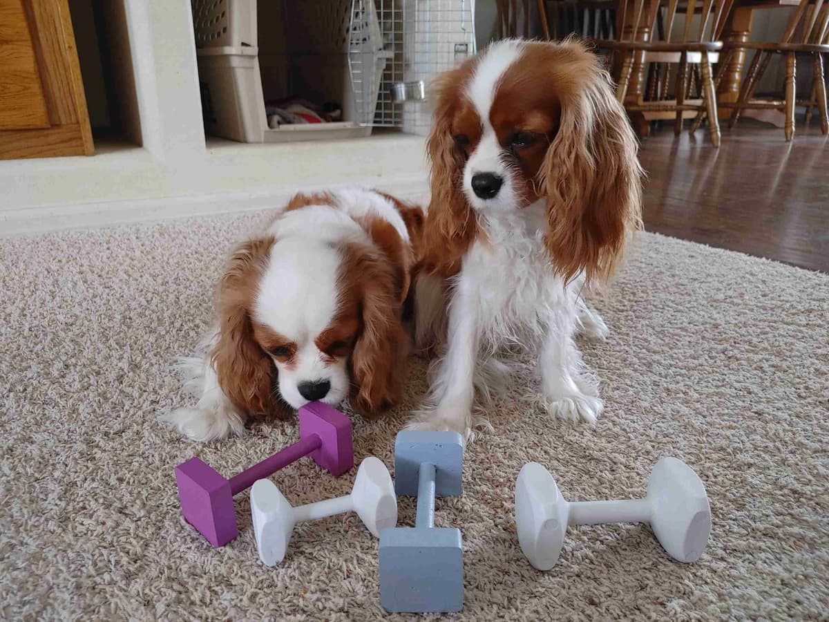 Cavalier King Charles Spaniel Puppies breeder image 21