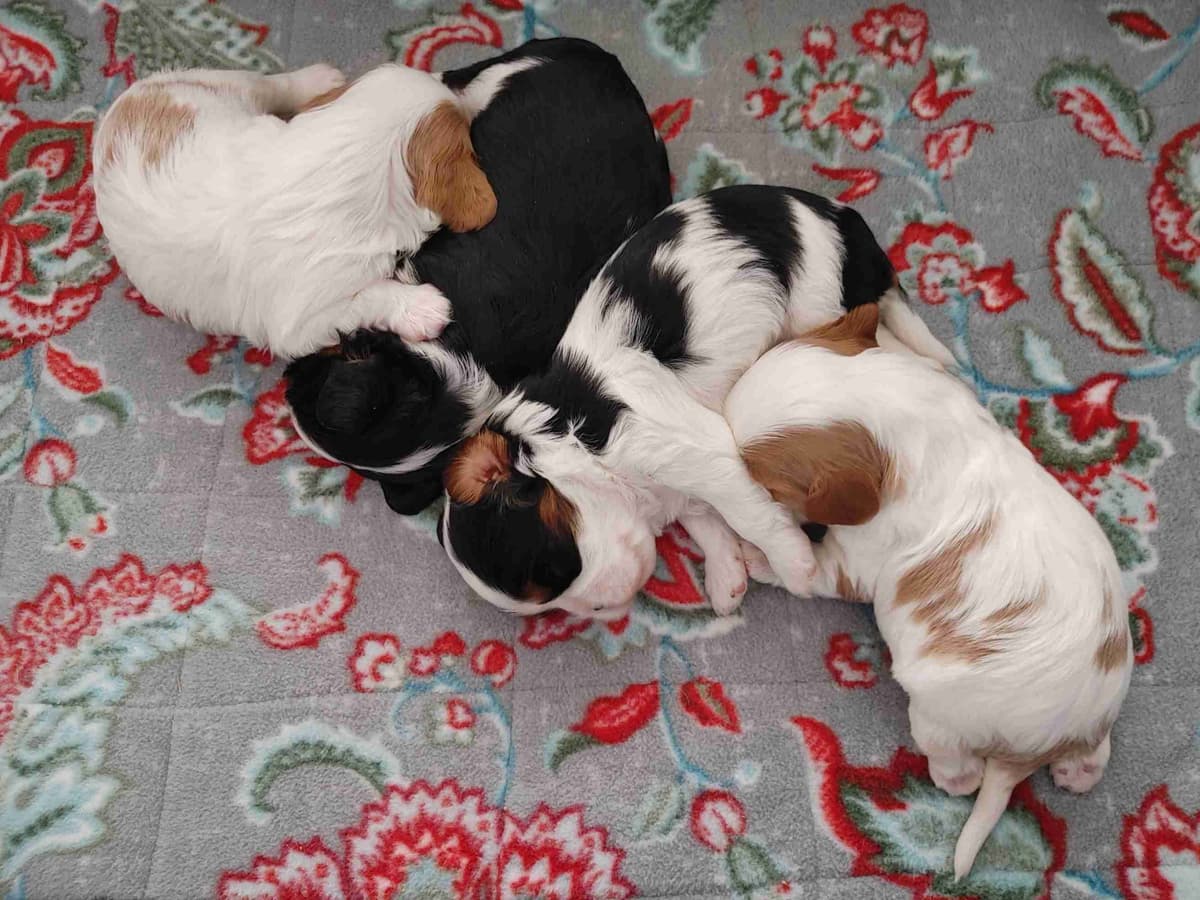 Cavalier King Charles Spaniel Puppies breeder image 9