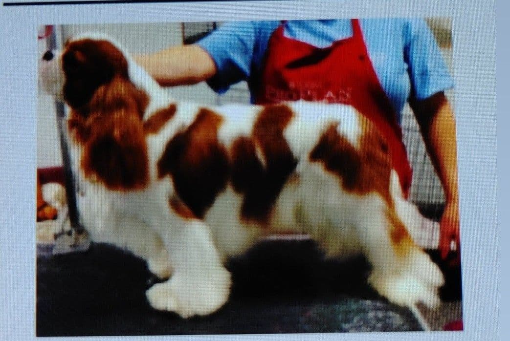 Cavalier King Charles Spaniel Puppies breeder image 23