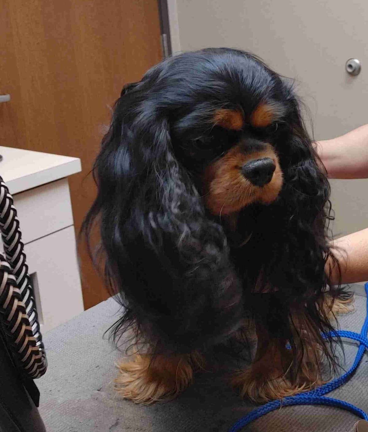Cavalier King Charles Spaniel Puppies breeder image 3