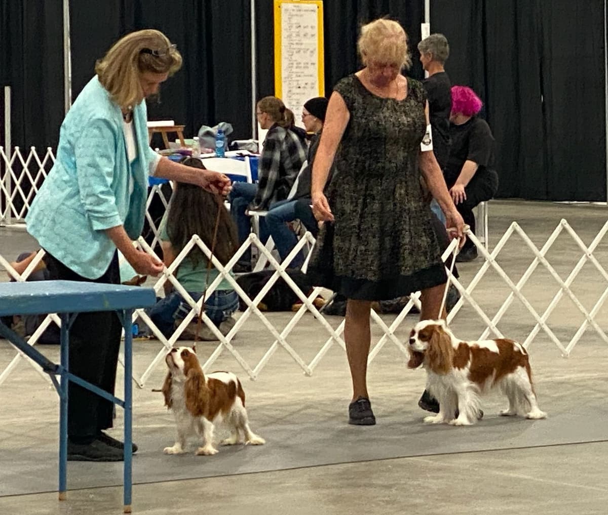 Cavalier King Charles Spaniel Puppies breeder image 24