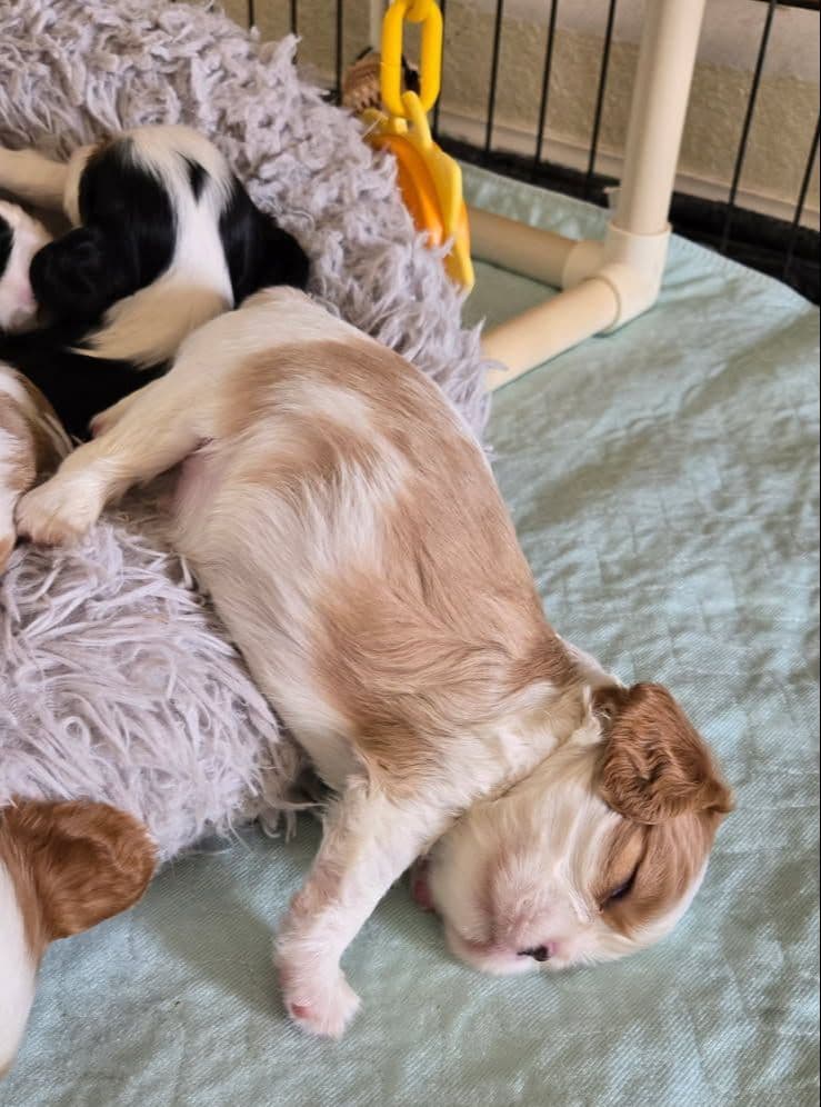 Cavalier King Charles Spaniel Puppies breeder image 25