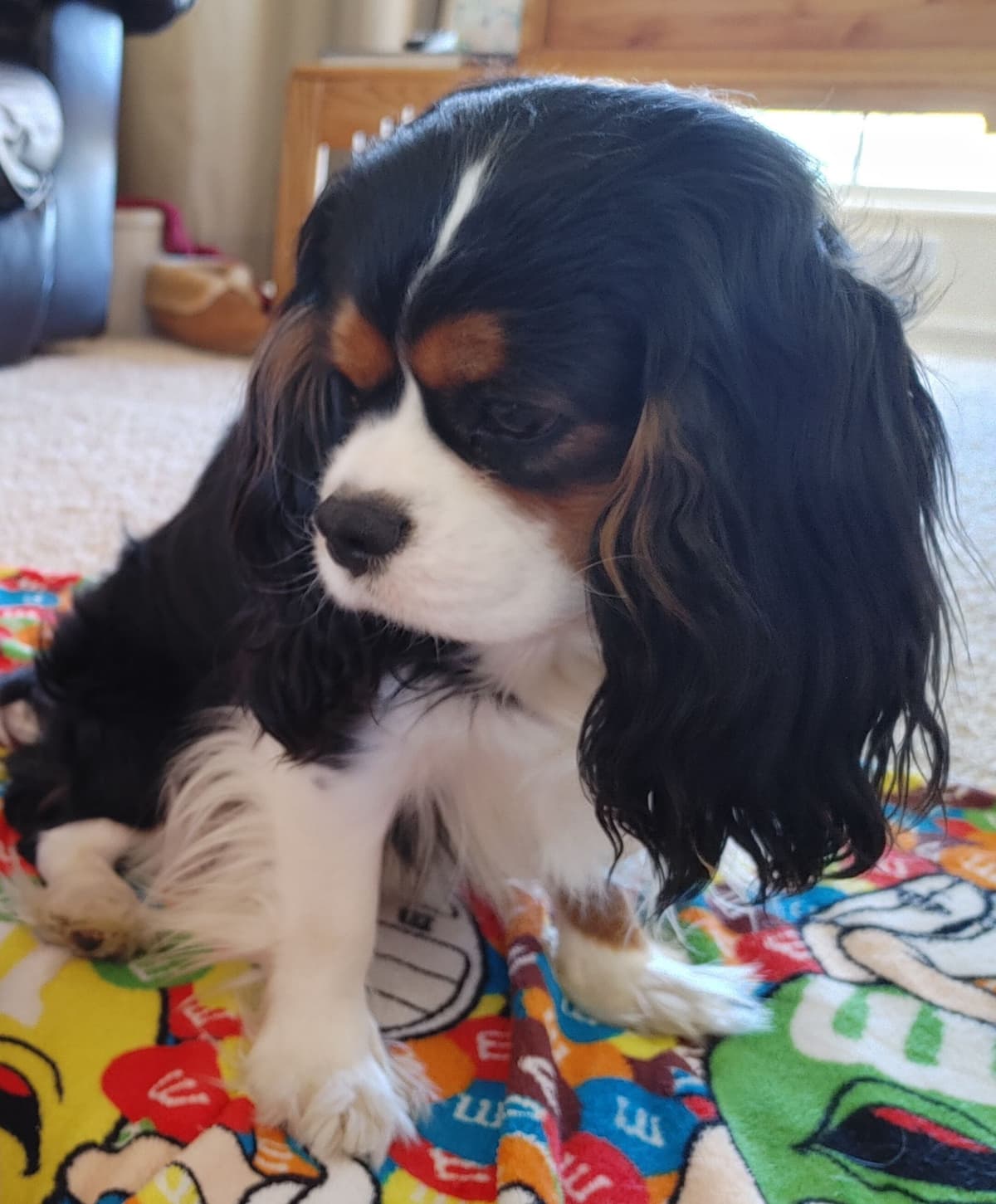 Cavalier King Charles Spaniel Puppies breeder image 1