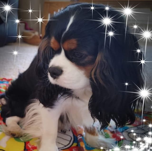 Cavalier King Charles Spaniel Puppies media 4