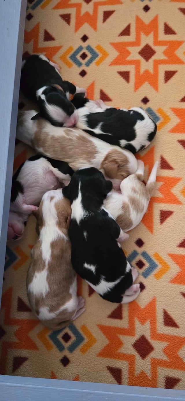 Cavalier King Charles Spaniel Puppies media 5