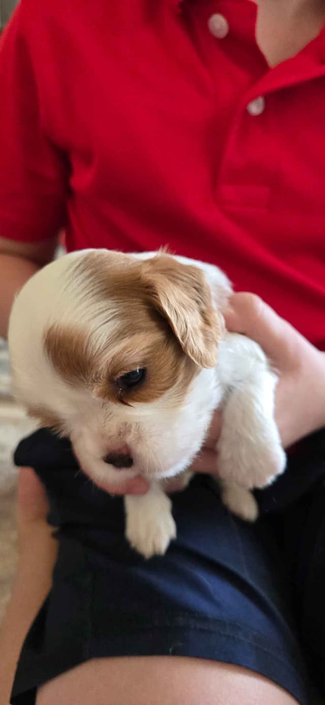 Cavalier King Charles Spaniel Puppies media 6