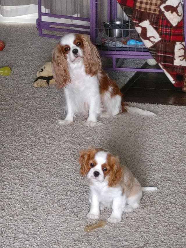 Cavalier King Charles Spaniel Puppies media 7