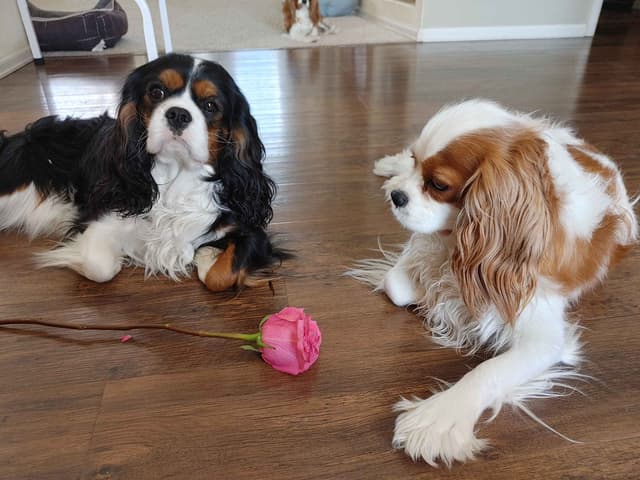 Cavalier King Charles Spaniel Puppies media 8
