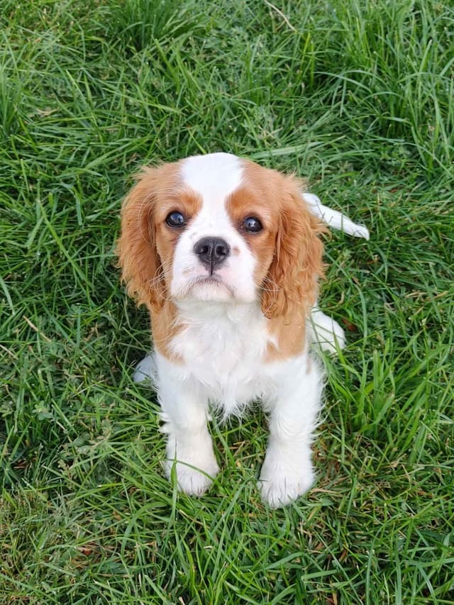 Cavalier King Charles Spaniel Puppies media 10
