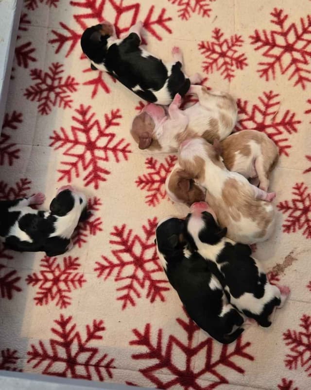 Cavalier King Charles Spaniel Puppies media 11
