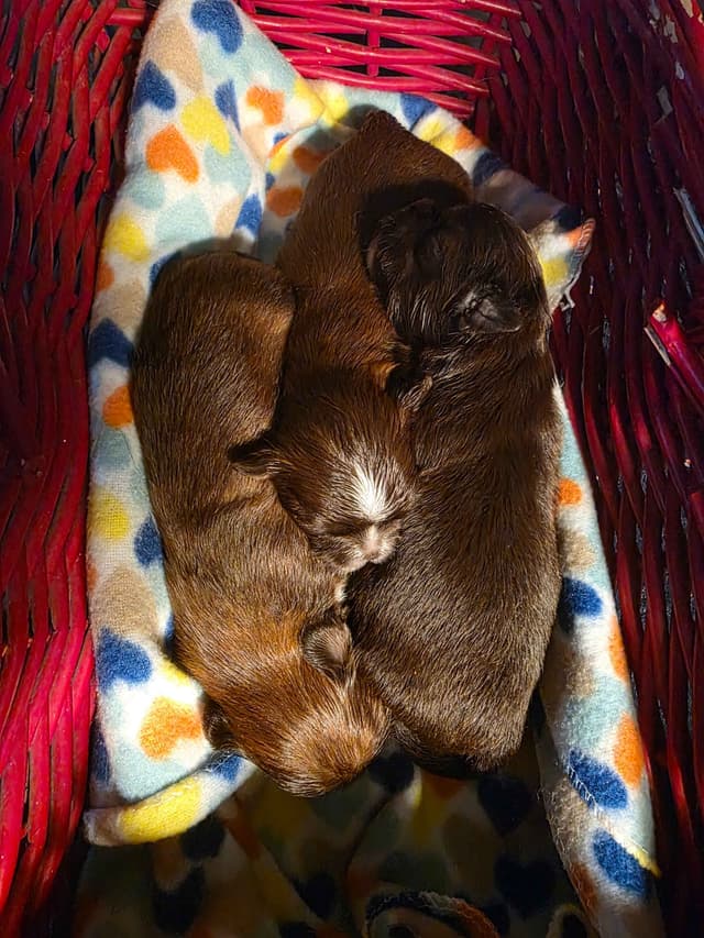 Shih Tzu Puppies media 3