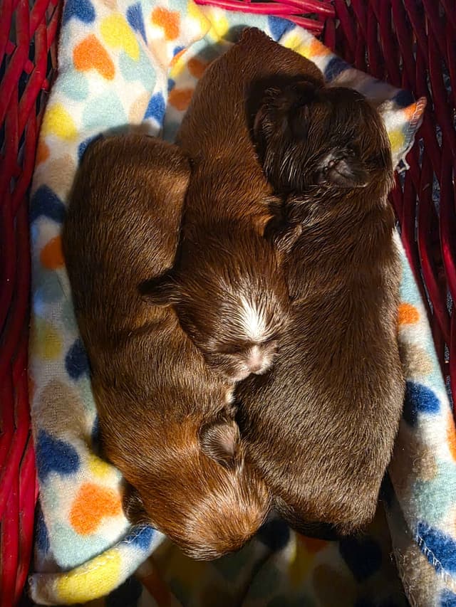 Shih Tzu Puppies media 2