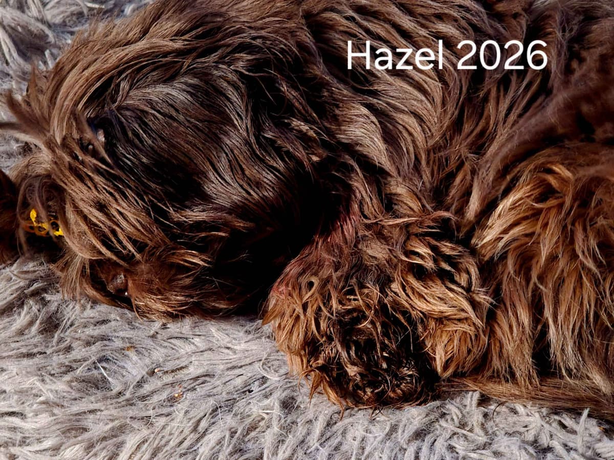 Shih Tzu Puppies breeder image 2