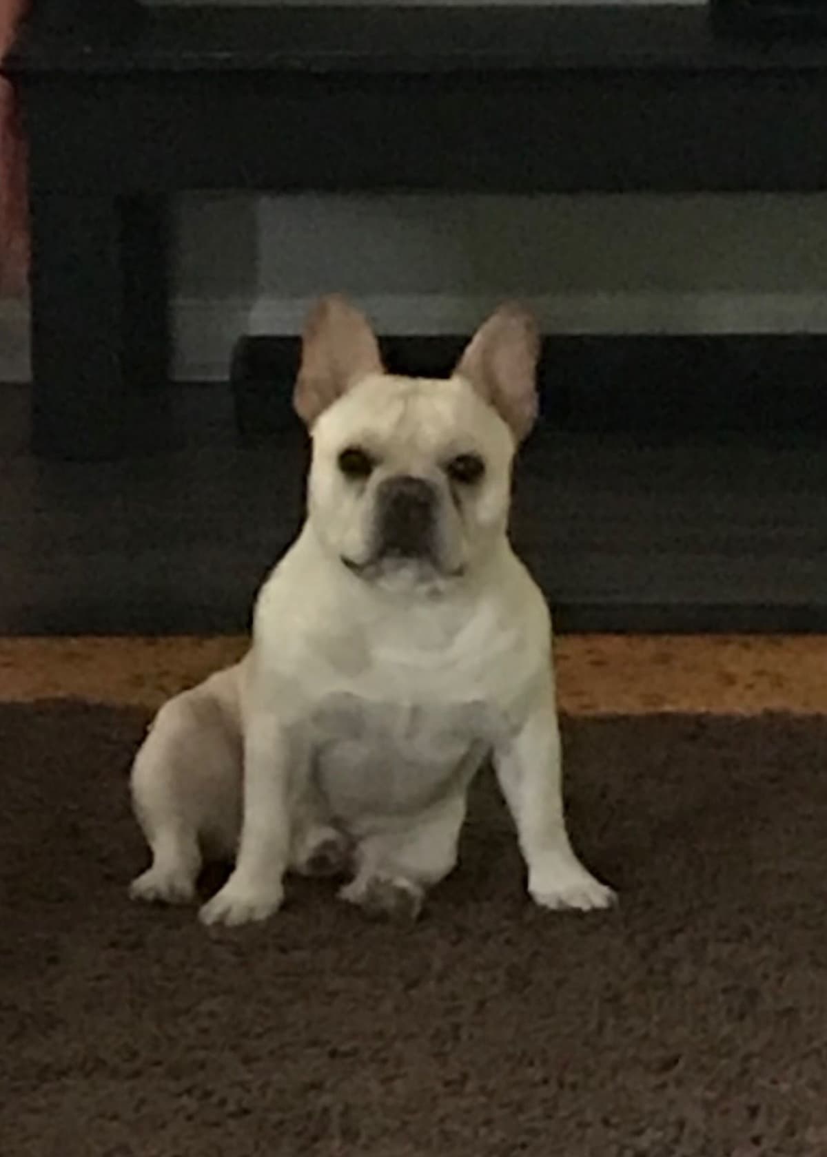 French Bulldog Puppies breeder image 1